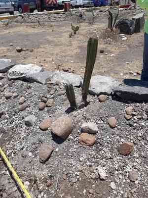 Lophocereus marginatus(Lophocereus marginatus)