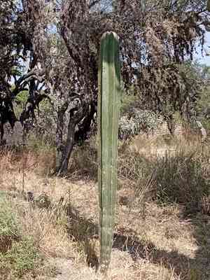 Lophocereus marginatus(Lophocereus marginatus)