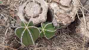 Lophocereus marginatus(Lophocereus marginatus)