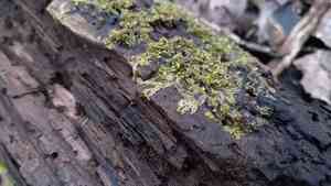 Various-leaved crestwort(Lophocolea heterophylla)