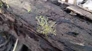 Various-leaved crestwort(Lophocolea heterophylla)