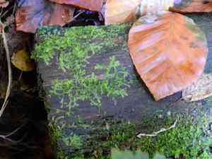 Various-leaved crestwort(Lophocolea heterophylla)