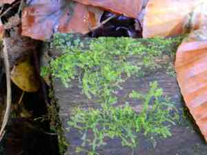Various-leaved crestwort(Lophocolea heterophylla)