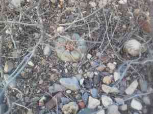 Peyote(Lophophora williamsii)