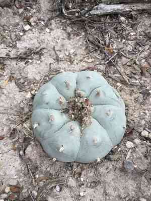 Peyote(Lophophora williamsii)