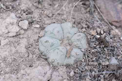 Peyote(Lophophora williamsii)