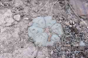Peyote(Lophophora williamsii)