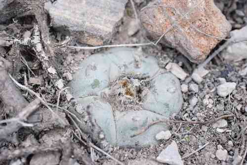 Peyote(Lophophora williamsii)