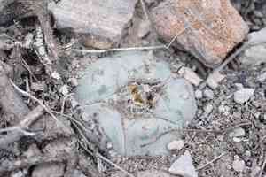 Peyote(Lophophora williamsii)