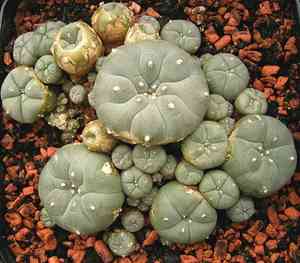 Peyote(Lophophora williamsii)