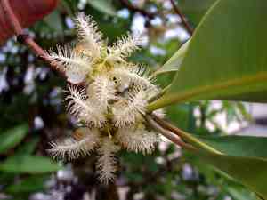 Vinegartree(Lophostemon confertus)