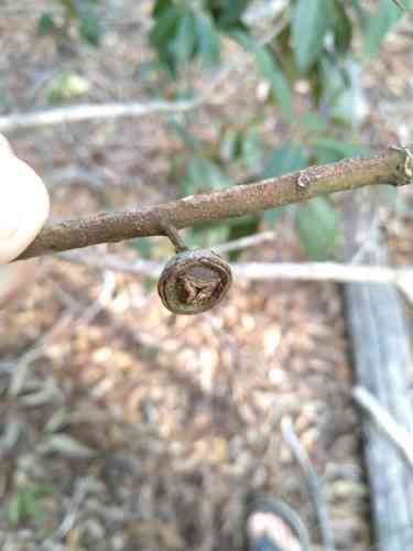 Vinegartree(Lophostemon confertus)
