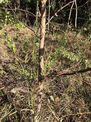 Vinegartree(Lophostemon confertus)