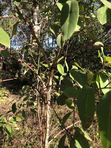 Vinegartree(Lophostemon confertus)