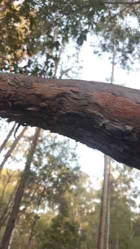 Vinegartree(Lophostemon confertus)