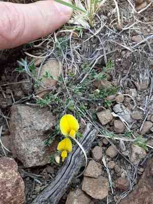 Lotononis pungens(Lotononis pungens)