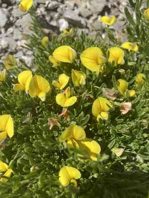 Lotononis pungens(Lotononis pungens)