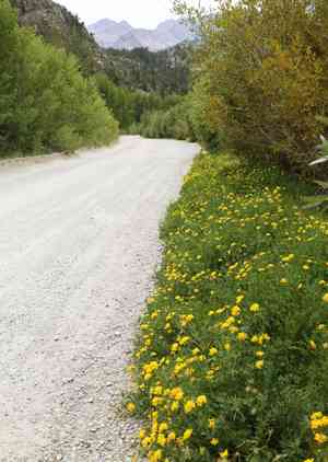 Common bird's-foot trefoil(Lotus corniculatus)