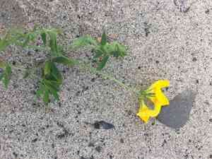 Common bird's-foot trefoil(Lotus corniculatus)