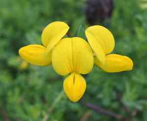 Common bird's-foot trefoil(Lotus corniculatus)