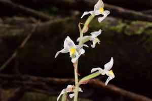 Jewel orchid(Ludisia discolor)