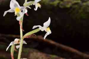 Jewel orchid(Ludisia discolor)