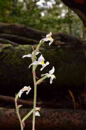 Jewel orchid(Ludisia discolor)