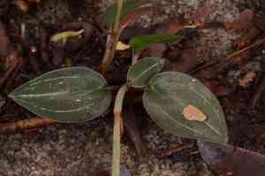 Jewel orchid(Ludisia discolor)
