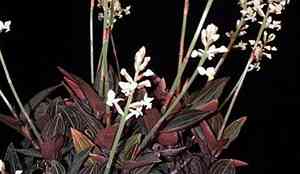 Jewel orchid(Ludisia discolor)