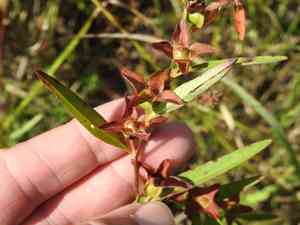 Seedbox(Ludwigia alternifolia)