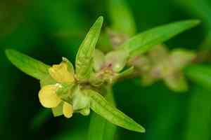 Seedbox(Ludwigia alternifolia)