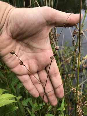 Seedbox(Ludwigia alternifolia)