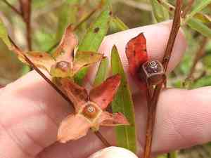 Seedbox(Ludwigia alternifolia)