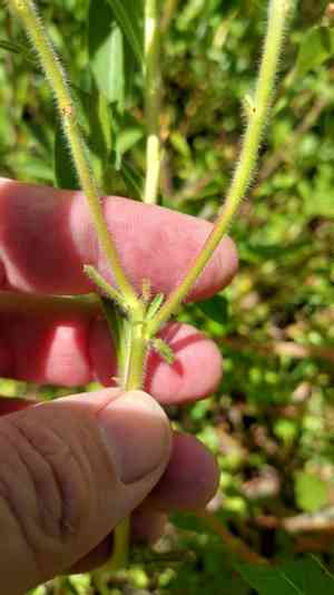 Large-flower primrose-willow(Ludwigia grandiflora)