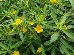 Large-flower primrose-willow(Ludwigia grandiflora)