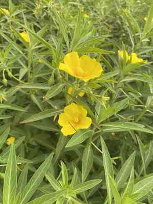 Large-flower primrose-willow(Ludwigia grandiflora)