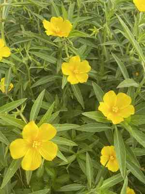 Large-flower primrose-willow(Ludwigia grandiflora)