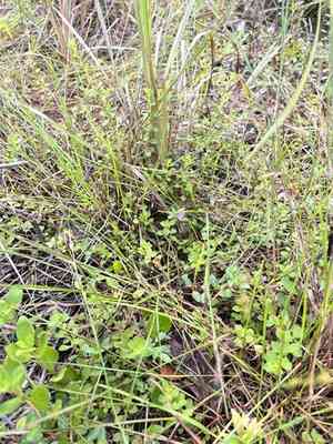 Smallfruit primrose-willow(Ludwigia microcarpa)