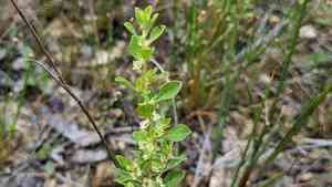 Smallfruit primrose-willow(Ludwigia microcarpa)