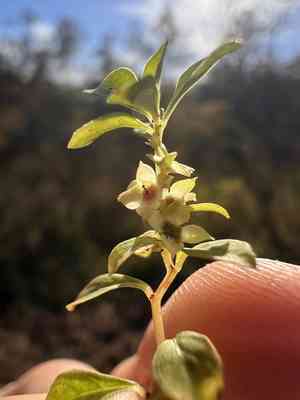 Smallfruit primrose-willow(Ludwigia microcarpa)