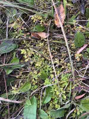 Smallfruit primrose-willow(Ludwigia microcarpa)