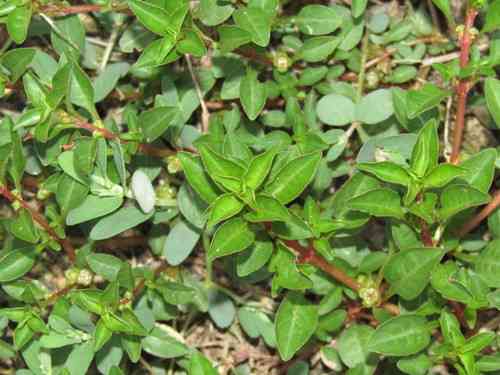 Marsh seedbox(Ludwigia palustris)
