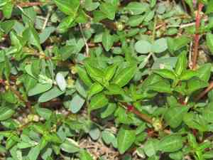 Marsh seedbox(Ludwigia palustris)