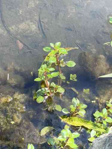 Marsh seedbox(Ludwigia palustris)