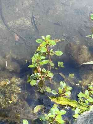 Marsh seedbox(Ludwigia palustris)