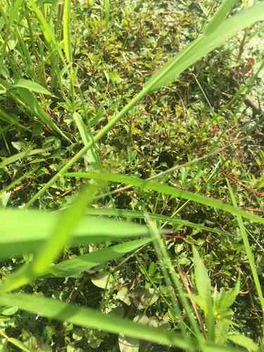 Marsh seedbox(Ludwigia palustris)