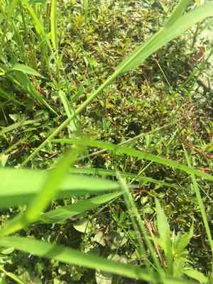 Marsh seedbox(Ludwigia palustris)