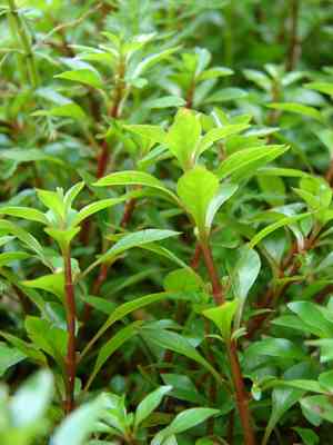 Marsh seedbox(Ludwigia palustris)