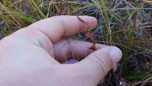 Manyfruit primrose-willow(Ludwigia polycarpa)