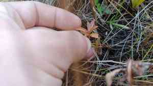 Manyfruit primrose-willow(Ludwigia polycarpa)